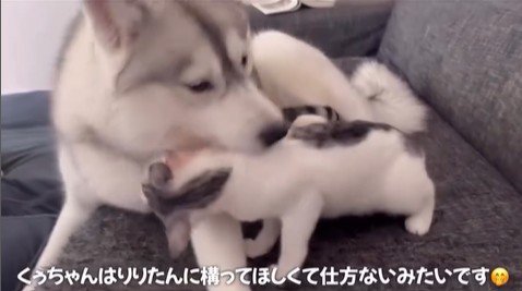 くぅちゃんを離さないりりたん4