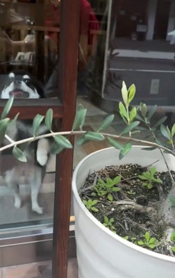 窓枠から覗く犬