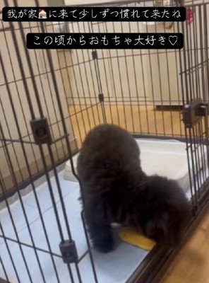 トイプードルのセシルちゃん