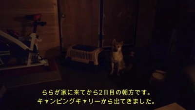 売れ残ったわんこを家族に…