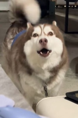 飼い主さんの職場にきたブルちゃん5