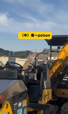 色々な乗り物に乗るおもち君7