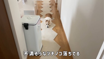 伏せる犬