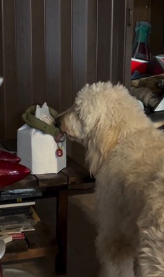 ルークくんをお散歩に誘った時の行動5