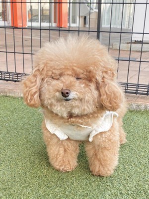 モッコモコの毛を持つ犬