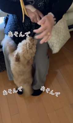 ちゃこたろう君と祖父母の初対面6