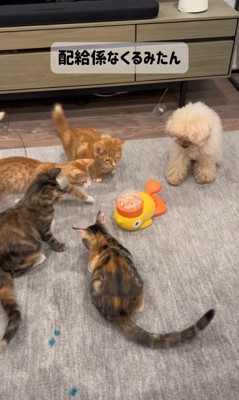 配給係をするくるみちゃん