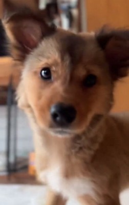 近寄ってくるクルミちゃん