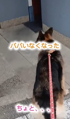 犬の後ろ姿3