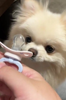 ポメラニアンのうるちゃん