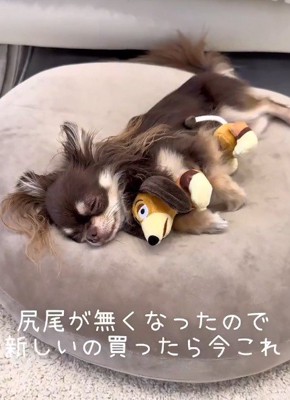 ぬいぐるみと一緒にスヤスヤ