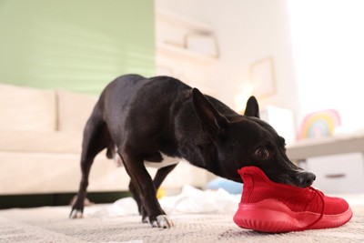 留守中にスニーカーを噛む犬