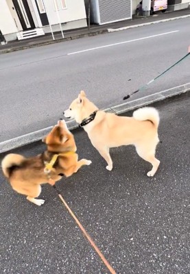 テンションが高いぽんたくん