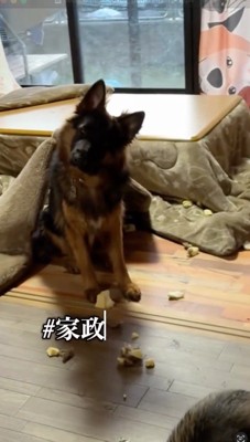 壊れた家具の破片の前で首を傾げる犬