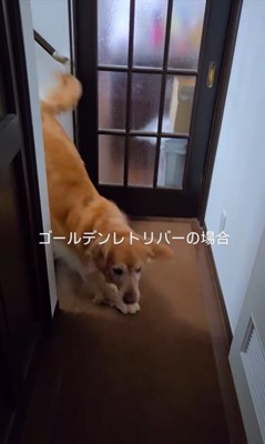 クーちゃんとルナちゃんの反応2