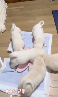 お皿に乗る子も