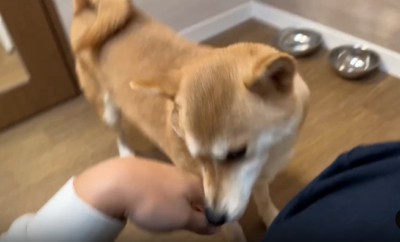 手を追う犬1