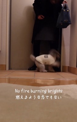 ジャンプする犬