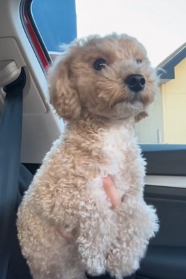 抱っこされる犬