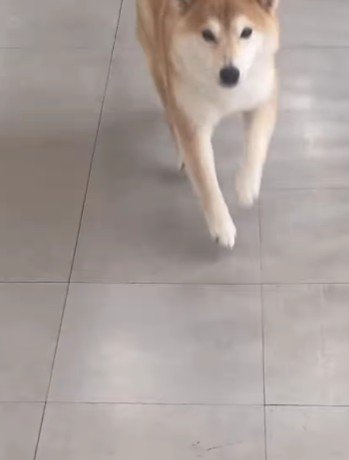 全速力でママの元へ!