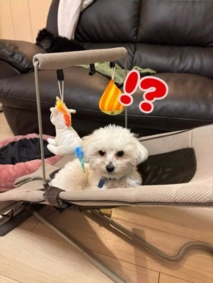 あさりちゃんと赤ちゃん2