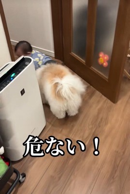 赤ちゃんを守る小太郎くん6