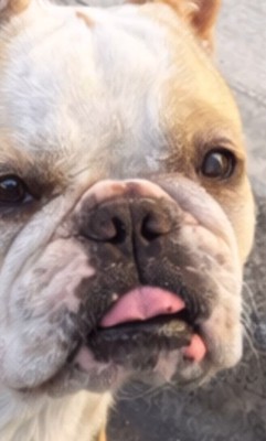 みやびちゃんを馬に加工4