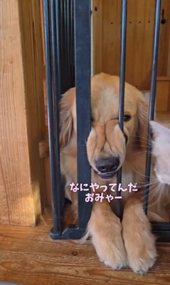 柵に挟まってくつろぐサンタくん