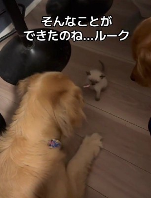 可愛らしいご挨拶♡