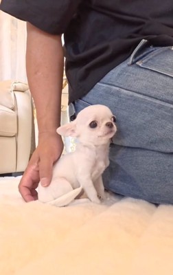 ルミちゃんを撫でる投稿主さん