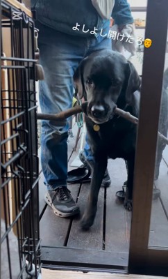 枝を運びたいあお君5