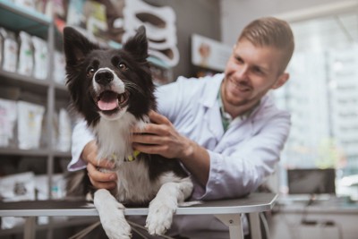 白衣の男性になでられている犬