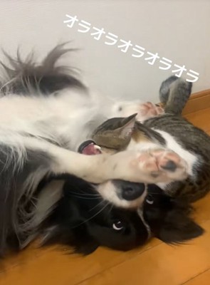 じゃれる中型犬と猫