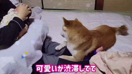 女性の膝の上に乗る犬