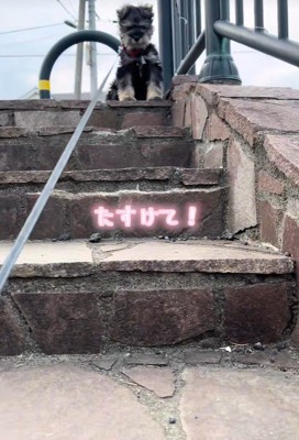 「無理！怖くて下りられない…」