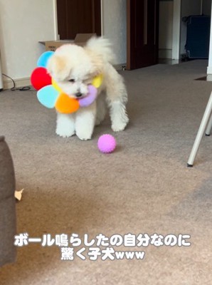 「今のなに！？」