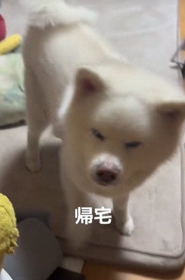 帰宅した飼い主家族を出迎える秋田犬