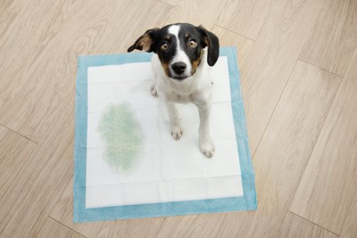 トイレシートにおしっこした犬