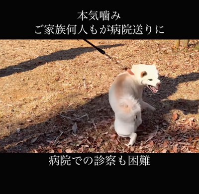 大暴れする柴犬