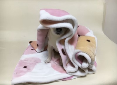 毛布に潜る犬