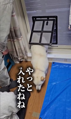 網戸に犬用出入り口を作ったら⑩