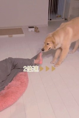 パパをひきずるメルくん