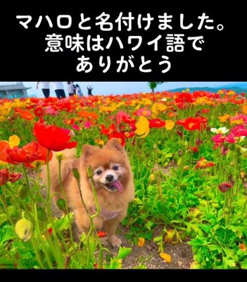 チューリップ畑のマハロちゃん