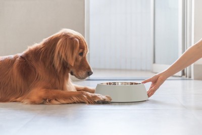 犬に食器を差し出す