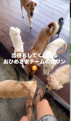 女性のまわりに集まる犬たち