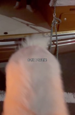 とうとう降車したダンボくん!