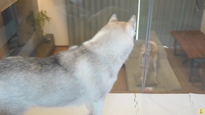 得意気ににこちゃんを見つめる