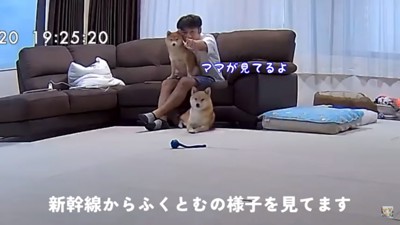 ペットカメラをみるママ