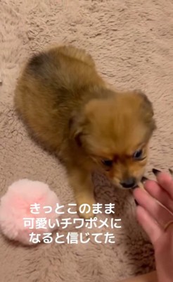 チワポメちゃんの成長5