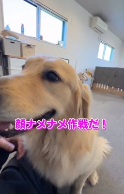 パパの顔を舐めるちあちゃん